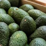 Avocado