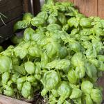 Basil