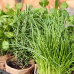Chives