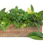 Oregano