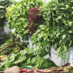 Parsley