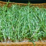 Rosemary
