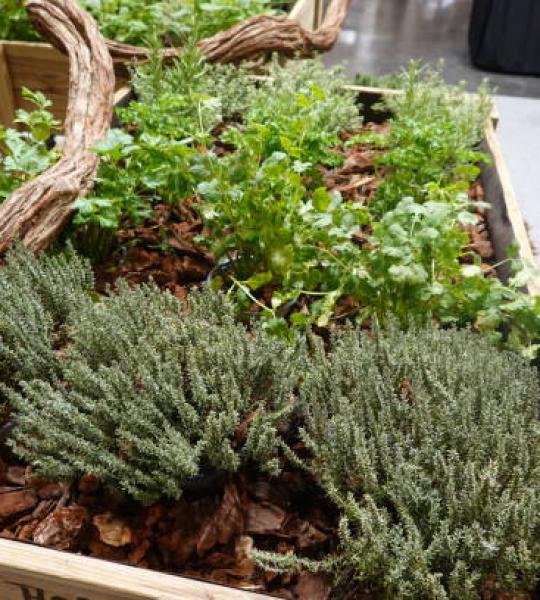 Thyme